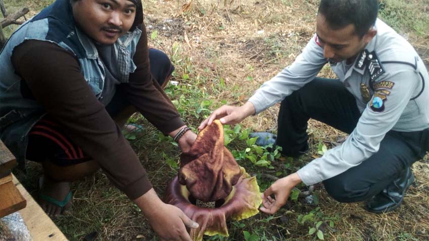 BUNGA BANGKAI - Sebuah bunga bangkai (Rafflesia) ditemukan di area persawahan Desa Jabaran, Kecamatan Balongbendo, Sidoarjo, Jumat (1/11/2019)