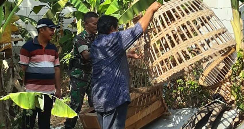 BONGKAR - Sejumlah anggota Polsek dan Koramil Gedangan membongkar arena judi sabung ayam di Desa Karangbong, Kecamatan Gedangan, Sidoarjo, Jumat (29/11/2019) sore