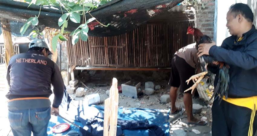 GREBEK - Petugas Satuan Reskrim, Polresta Sidoarjo menggerebek arena judi sabung ayam di Desa Sidokerto, Kecamatan Buduran, Sidoarjo dan mengamankan sejumlah barang bukti, Sabtu, (30/11/2019)