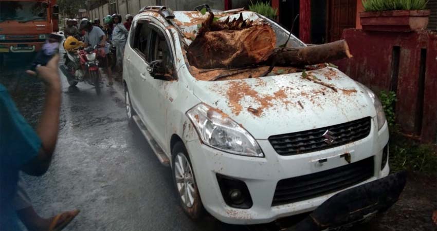 Pohon Ambruk Timpa 2 Mobil, Sopir Terluka Jalur Surabaya-Mojokerto Macet 2 Jam